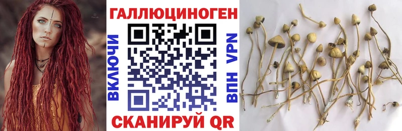 где купить   Пестово  Псилоцибиновые грибы Cubensis 